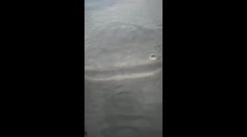 Huge catfish emerges from the depths of lake in Thailand