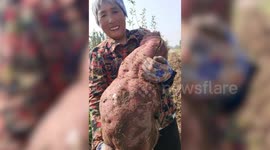 Chinese farmer unearths HUGE sweet potato almost as big as her