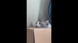 Playful Puss: Adorable Chinese Ragdoll Cat Shows Off Toothsome Skills like Stapler