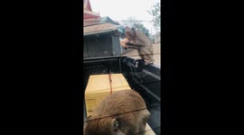 Wild monkeys raid passing pick-up truck to steal food bought from market