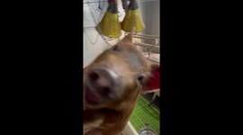 Happy pet pig squeals while being swayed by owner