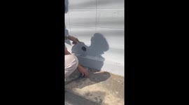 Passersby smash hole in wall to rescued kitten trapped inside