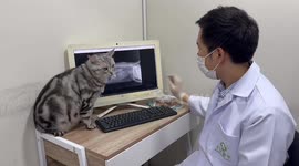 Attentive pet cat listens to vet giving diagnosis