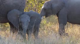 Tense footage as elephant herd surrounds safari vehicles in Kruger National Park