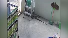 Housewife alarmed when large monitor lizard stalks through home in Thailand