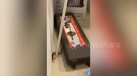 Baby cobra slithering under boxes jolts homeowners in Thailand