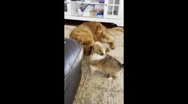 Patient Golden Plays With Crazy Corgi Puppy