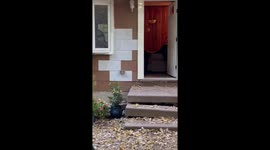 Bear Wanders In Through Open Door