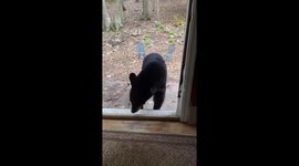 Bear Cub Swipes A Rug