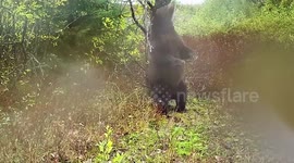 Brown Bear's Playful Encounter Captured at Glacier Bay, Aliaska, USA