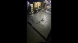 Cat Leaves Paw Prints on Wet Cement