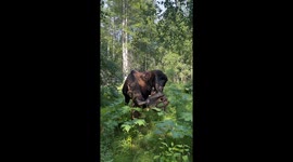 Moose Yoga In The Woods