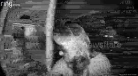 Doorbell Camera Catches Chaos