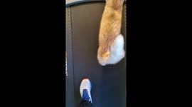 Healthy Cat Hits The Treadmill
