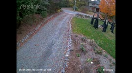 Black Bear Pulls Down Halloween Witches