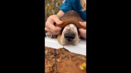 Basset Hound Can Play Peek-a-Boo With Her Own Face