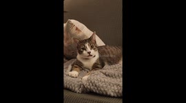 Kitten Does Silly Tongue Wiggles at the Camera