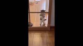 Kanomkai Dances To Be Let In