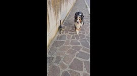 Dog Walks His Cat