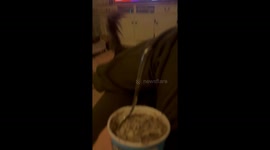 Pets All Stare Impatiently For Ice Cream