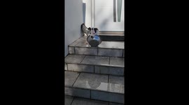 Puppy Rides Bowl Down Stairs