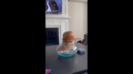 Cat Squeezes Into Narrow-Mouthed Vase