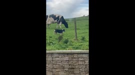 Dog Shows The Cows Who They're Up Against