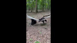 Two Bears Discover a Hammock