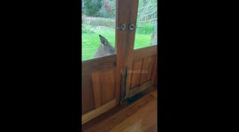 Kangaroo Isn't Allowed Inside