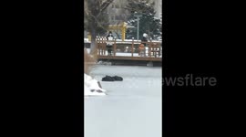 Black swans get trapped in frozen lake in northern China
