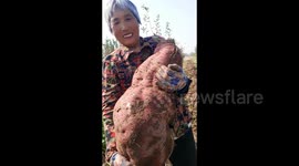 Chinese farmer unveils 'king of sweet potatoes' nearly half her size