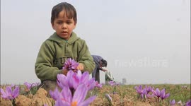 World most expensive Saffron harvesting season begins in Northern India.
