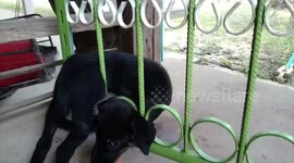 Buddhist monk rescues puppy with head stuck in metal gate