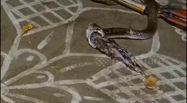 Cobra regurgitates chick after being caught infiltrating chicken coup in India