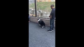 Barking mad! Brave border collie squares up to tiger at zoo in China