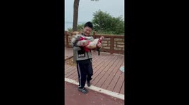 Hilarious! Dizzy corgi can't stop rolling over after being spun around by owner