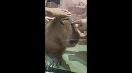 Pet capybara twitches its nose and ears while being touched