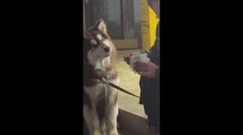 Hungry dog stares at man eating snack