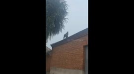Wild Macaca Leisurely Walking on a House Beam in Northern China