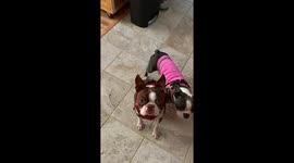 Big brother was helping to train his sister