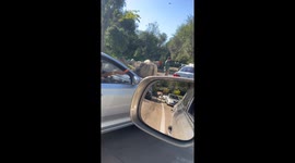 Beijing zoo goers feed deer carrots out of their vehicle windows