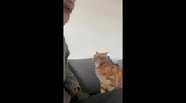 Pet cat has unique way of gaining owner's attention by biting her arm