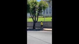 Territorial bird strikes: Antonio Paiva's unsettling encounter in Asunción, Paraguay