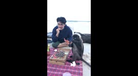 Unforgettable picnic in Malaysia: sharing a meal and moments with a friendly monkey