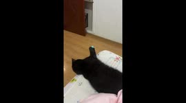 Playful Kitten Charms Viewers with Ball Lifting Game in China