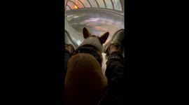 Corgi joins owner on metal tube slide in China