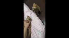Kitten reprimanded by mother cat for scratching and biting