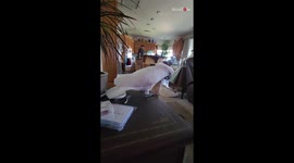 'I Don't Care' - Obsessed 17 y/o Cockatoo won't stop stalking dad until he gets his attention