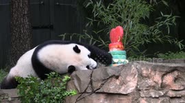 Giant pandas from U.S. heading to China, conservation collaborations hailed