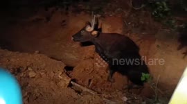 Bison rescued after it fell into drain in southern India